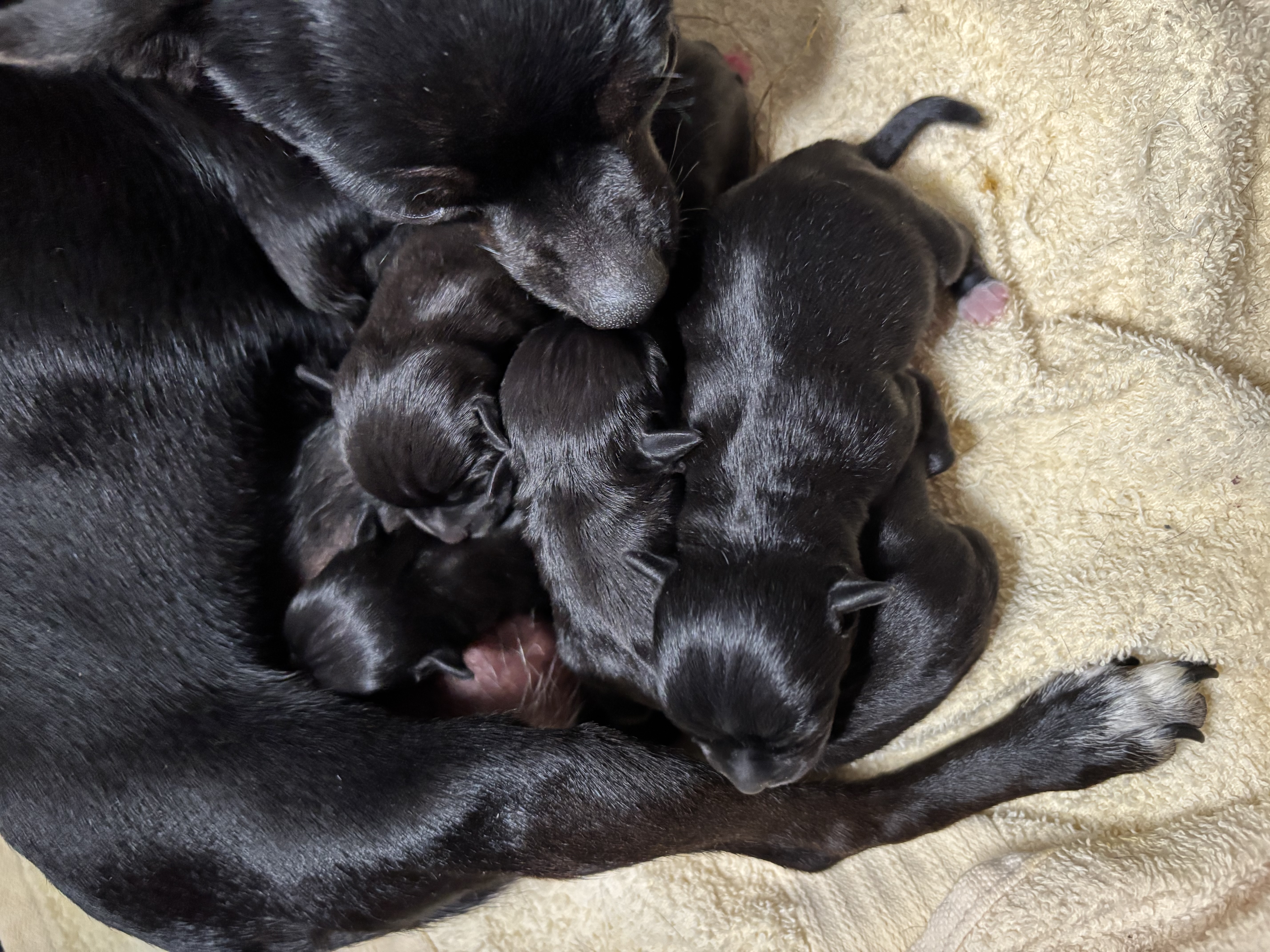 Chihuahua Puppy